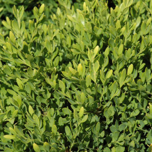 Faulkner Boxwood | Buxus microphylla 'Faulkner'