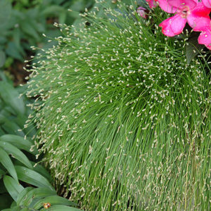 Fiber Optic Grass | Isolepis cernua