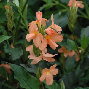 Firecracker Plant | Russelia equisetiformis