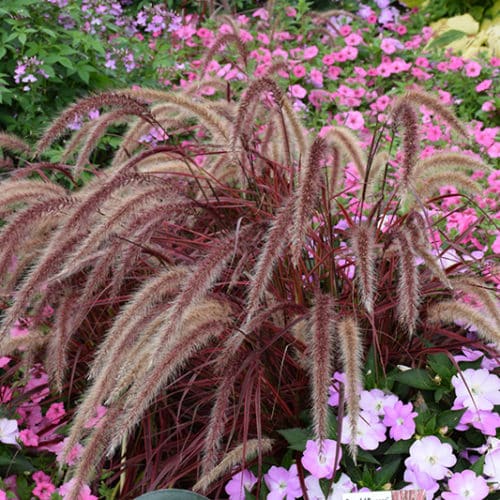 Fireworks Fountain Grass | Pennisetum setaceum 'Fireworks'