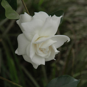 First Love Gardenia | Gardenia jasminoides 'Aimee'