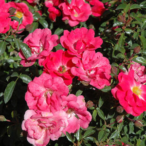 Flower Carpet Pink Supreme Rose | Rosa 'Flower Carpet Pink Supreme'