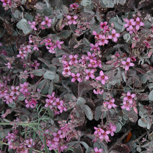 Flower Dust Plant | Kalanchoe pumila