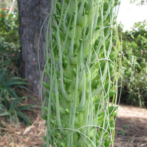 Fox Tail Agave | Agave attenuata