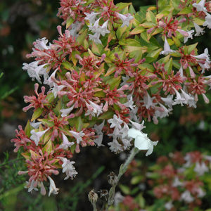Francis Mason Abelia | Abelia x grandiflora 'Francis Mason'
