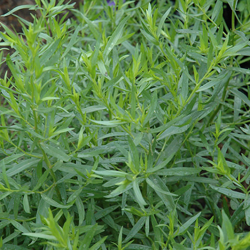 French Tarragon | Artemisia dracunculus 'Sativa'