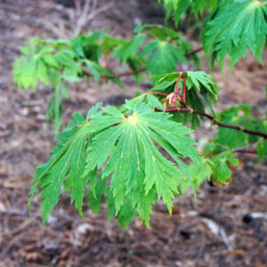 Fullmoon Maple | Acer japonicum