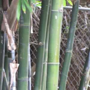 Giant Timber Bamboo | Bambusa oldhamii
