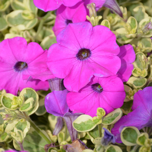 Glamouflage™ Grape Petunia | Petunia 'Glamouflage Grape'