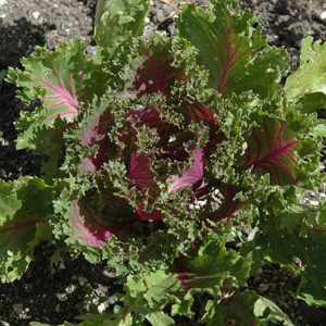 Glamour Red Kale | Brassica oleracea var. acephala 'Glamour Red'