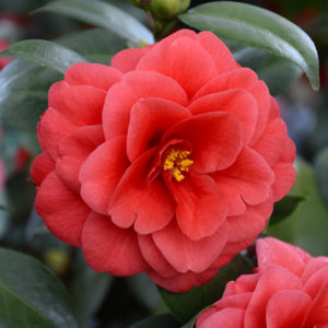 Glen 40 Camellia | Camellia japonica 'Glen 40'