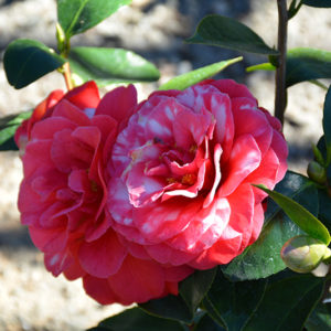 Glen 40 Variegated Camellia | Camellia japonica 'Glen 40 Variegated'