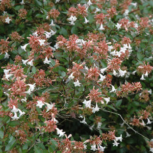 Glossy Abelia | Abelia x grandiflora