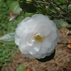 Goggy Camellia | Camellia japonica 'Goggy'
