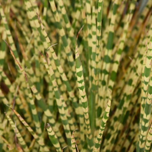 Gold Bar Maiden Grass | Miscanthus sinensis 'Gold Bar'