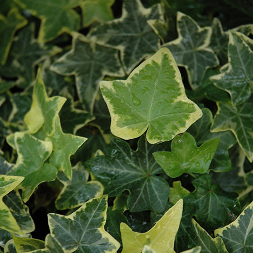 Gold Child Ivy | Hedera helix 'Gold Child'