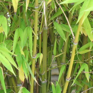 Golden Goddess Bamboo | Bambusa multiplex 'Golden Goddess'