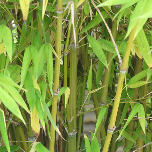 Golden Goddess Bamboo | Bambusa multiplex 'Golden Goddess'