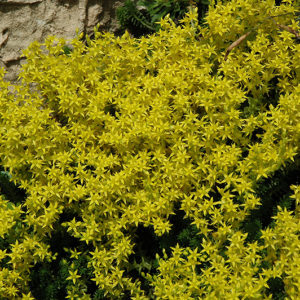 Golden Moss Stonecrop | Sedum acre