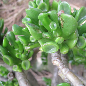 Gollum Jade Plant | Crassula ovata 'Gollum'