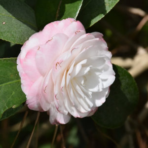 Grace Albritton Camellia | Camellia japonica 'Grace Albritton'