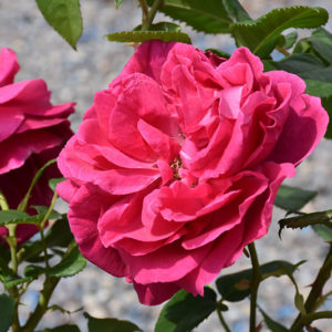 Grande Dame Rose | Rosa 'WEKmerewby'