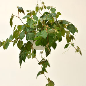 Grape Ivy | Cissus rhombifolia