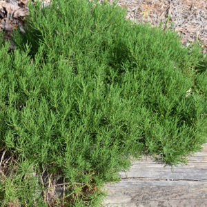 Green Lavender Cotton | Santolina rosmarinifolia
