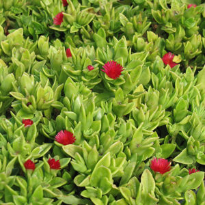 Heartleaf Iceplant | Aptenia cordifolia
