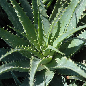 Hedgehog Aloe | Aloe humilis 'Hedgehog'