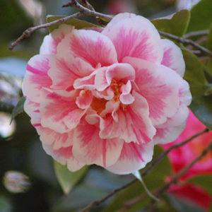 Herme Camellia | Camellia japonica 'Herme'