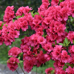Hershey's Red Azalea | Rhododendron 'Hershey's Red'