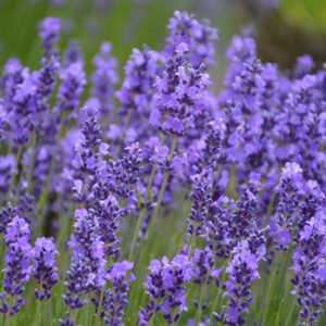 Hidcote Lavender | Lavandula angustifolia 'Hidcote'