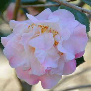High Fragrance Camellia | Camellia 'High Fragrance'