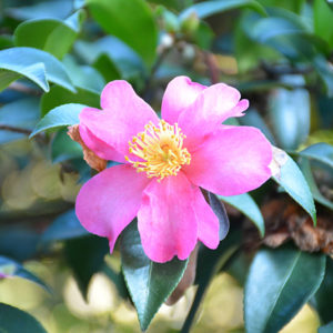 Hiryu Camellia | Camellia sasanqua 'Hiryu'