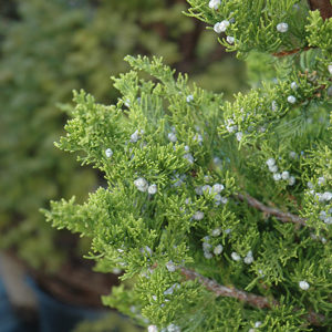 Hollywood Juniper | Juniperus chinensis 'Torulosa'