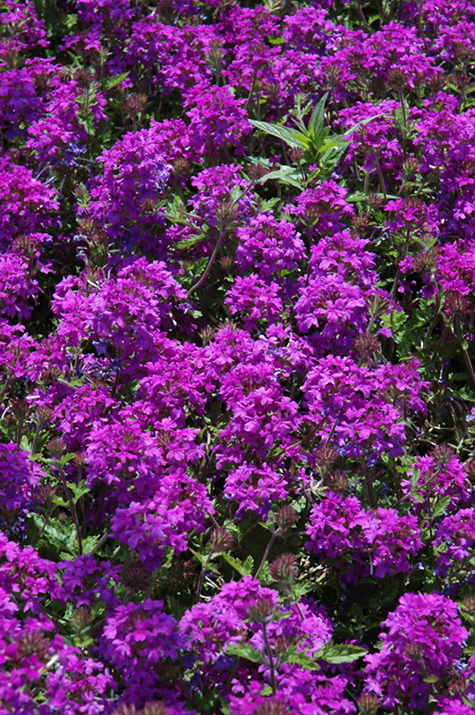 Buy Verbena Canadensis Homestead Purple Plants & Trees Online