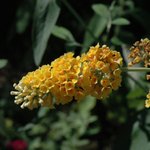 Honeycomb Butterfly Bush | Buddleia x weyeriana 'Honeycomb'