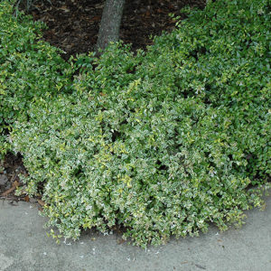 Hopley's Abelia | Abelia x grandiflora 'Hopley's'