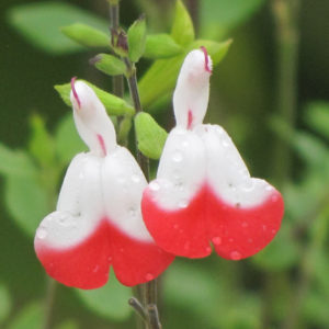 Hot Lips Sage | Salvia microphylla 'Hot Lips'