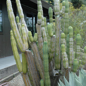 Huanuco Cactus | Trichocereus huanucoensis