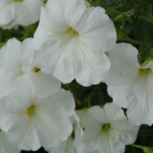 Hurrah White Petunia | Petunia 'Hurrah White'