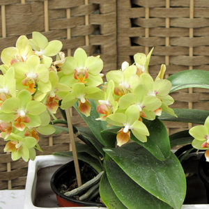 Hybrid Moth Orchid | Phalaenopsis x hybrida