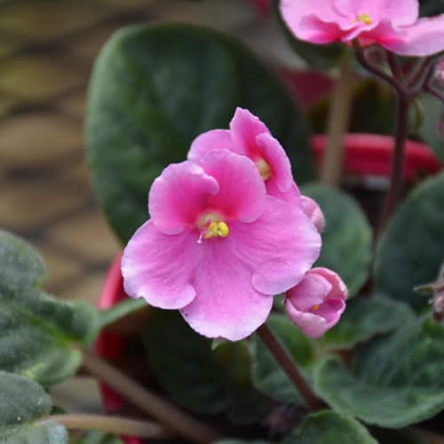 Hybrid Pink African Violet | Saintpaulia 'Hybrid Pink'