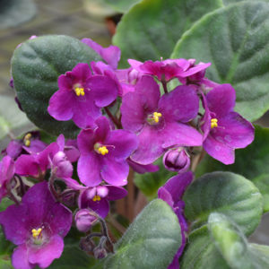 Hybrid Purple African Violet | Saintpaulia 'Hybrid Purple'