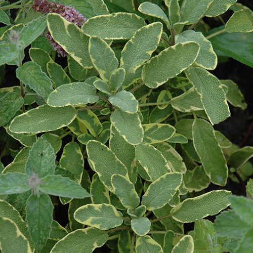 Icterina Golden Sage | Salvia officinalis 'Icterina'
