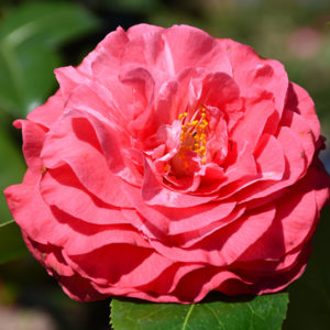 In The Pink Camellia | Camellia japonica 'In The Pink'