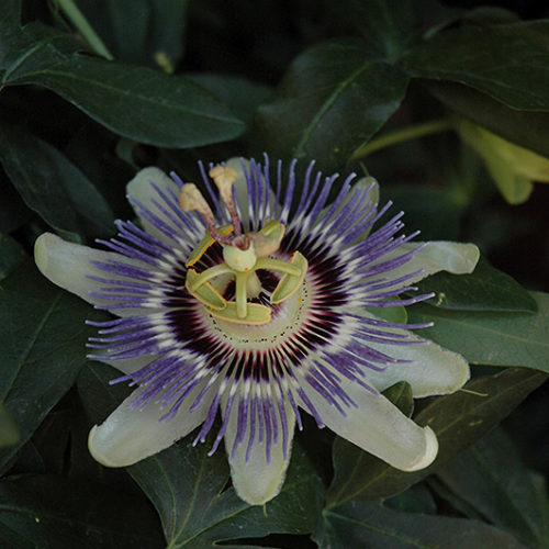 Incense Passion Flower | Passiflora 'Incense'