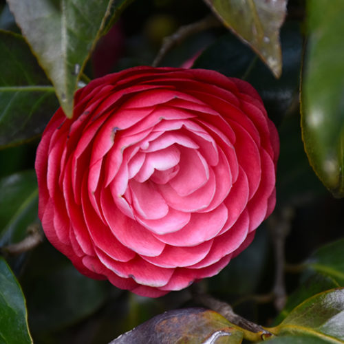 Jacks Camellia | Camellia japonica 'Jacks'