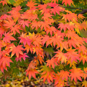 Japanese Maple | Acer palmatum